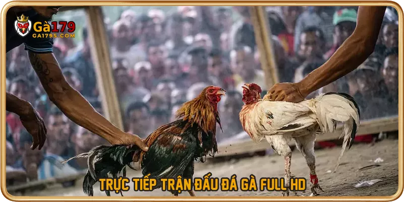 Trực tiếp trận đấu đá gà full HD